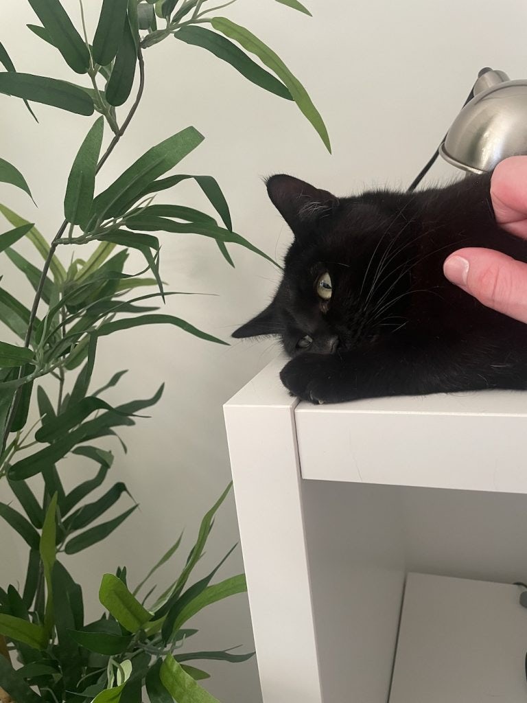 Dora (black cat) on top of a kallax unit, being stroked
