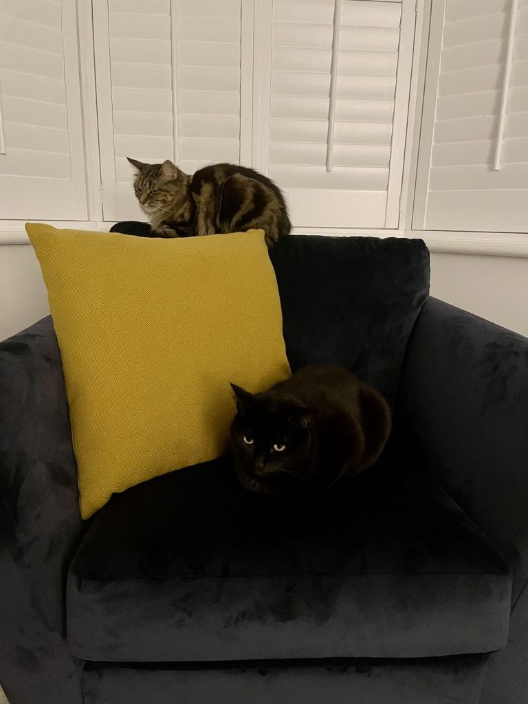 Dora (black cat) and Delilah (tabby cat) sitting on an armchair, both looking pissed off