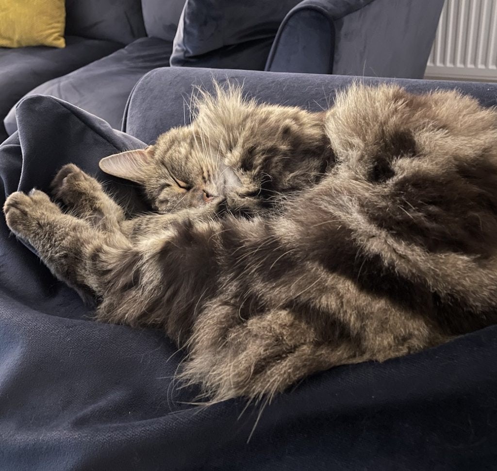 Delilah (tabby cat) in complete floof mode