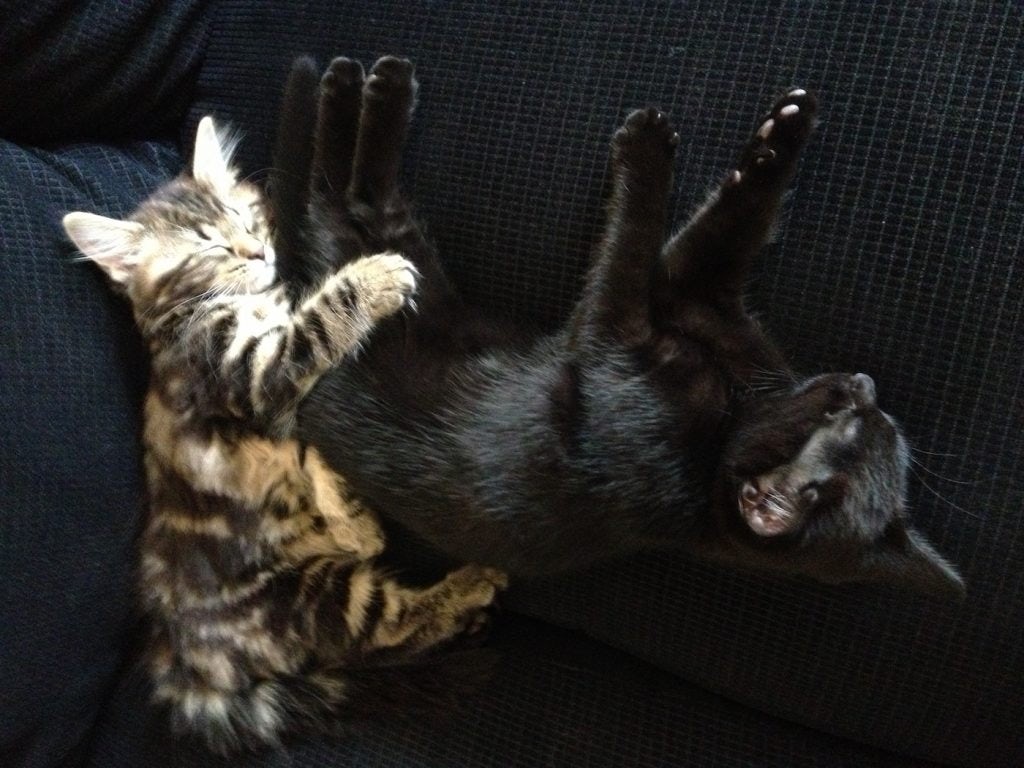 Delilah (tabby cat) and Dora (black cat) as kittens, all cuddled up on the sofa together 